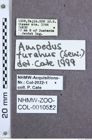 Etikette zu Ampedus turanus (NHMW-ZOO-COL-0010522)